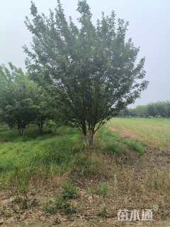 高度700厘米(6杆)丛生白蜡