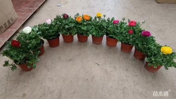 高度30厘米花毛茛