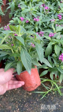 高度20厘米五星花