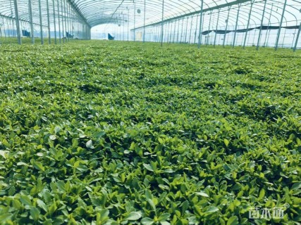 高度1.11厘米姬岩垂草