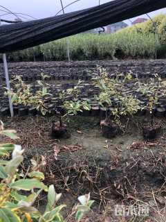 高度30厘米胡颓子