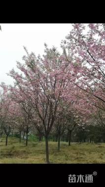 12公分日本晚樱