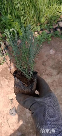 高度20厘米宿根亚麻