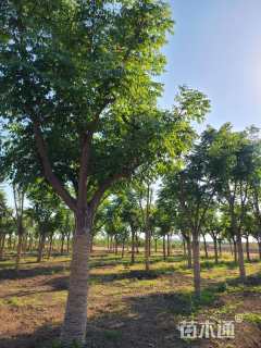 16公分黄山栾树