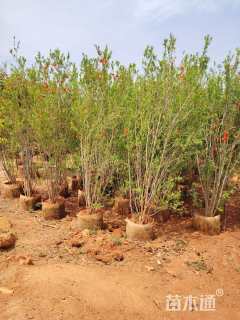 高度180厘米花石榴