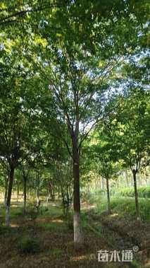 23公分榉树