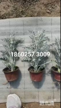 高度20厘米银叶菊