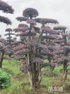 高度200厘米红花继木