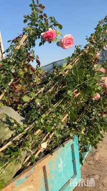 100厘米藤本月季