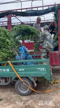 高度175厘米北海道黄杨