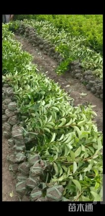 高度40厘米欧洲荚蒾