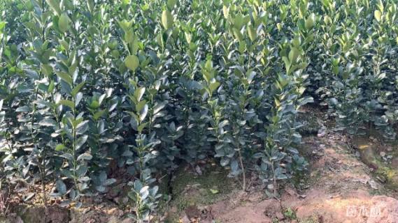 高度40厘米冬青卫矛