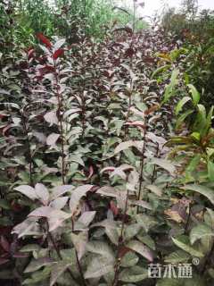 0.5公分紫叶矮樱