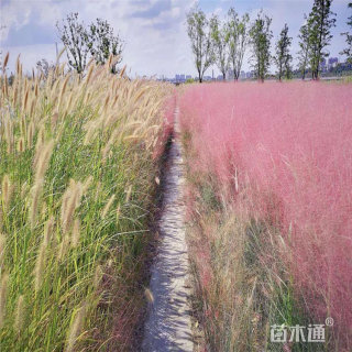 高度40厘米粉黛乱子草