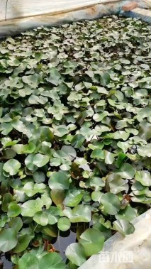 高度20厘米睡莲