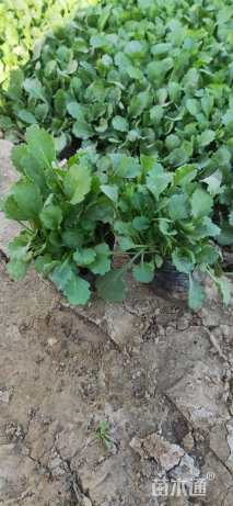 高度20厘米大滨菊