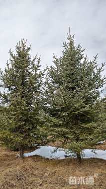 高度500厘米青海云杉
