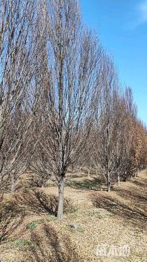 16公分欧洲鹅耳枥