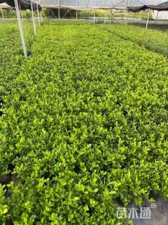 高度20厘米栀子花