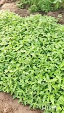 高度30厘米醉鱼草