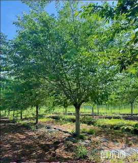 15公分染井吉野樱