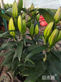 高度40厘米百合