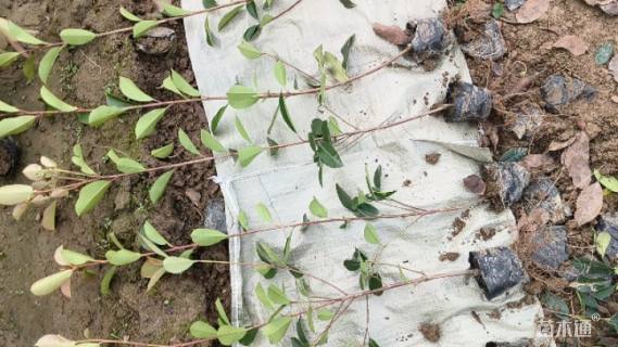 0.3公分红叶石楠