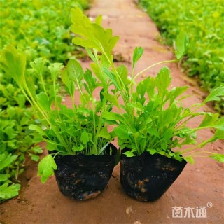 高度16厘米冰岛虞美人