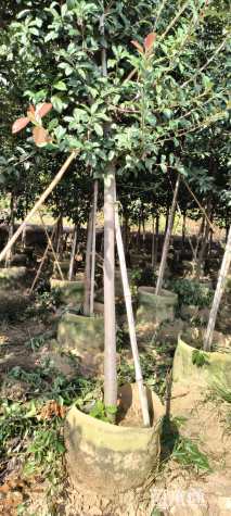 高度260厘米球花石楠