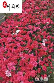 苗圃基地自产自销