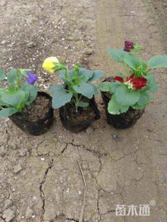 高度10厘米三色堇