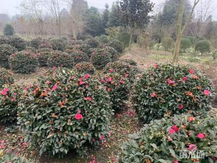 冠幅180厘米茶梅球