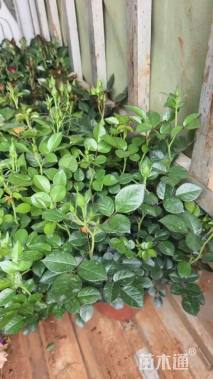 高度30厘米欧洲月季