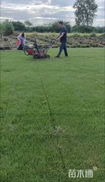 草卷状马尼拉草