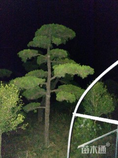 10公分造型龙柏