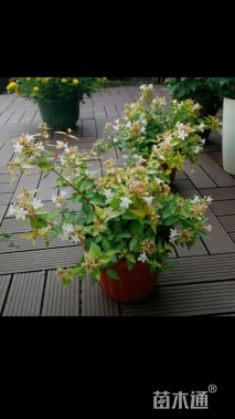 高度50厘米大花六道木