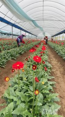 高度10厘米非洲菊