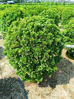 高度120厘米米兰