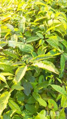 0.3公分紫花风铃木