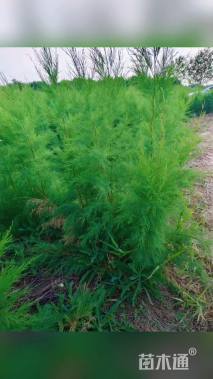 高度150厘米柽柳