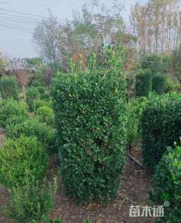 高度170厘米大叶黄杨柱