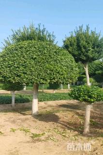 冠幅100厘米卫矛球