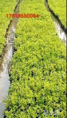 高度35厘米千屈菜