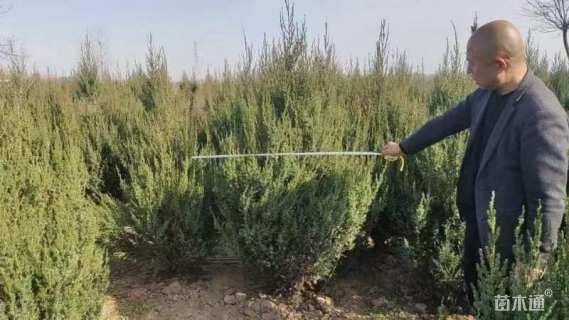 高度150厘米刺柏