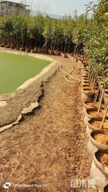 高度180厘米球花石楠