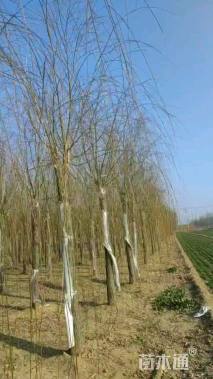 12公分金丝垂柳