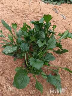 高度10厘米滨菊