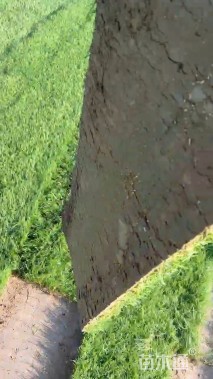 草块状马尼拉草