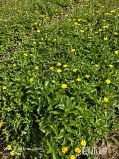 高度30厘米蟛蜞菊