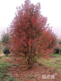 高度400厘米丛生美国红枫